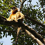 Kappenlangur / Wikimedia Commons
