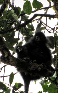 Schwarzer Stummelaffe (Colobus satanas) - primata.de