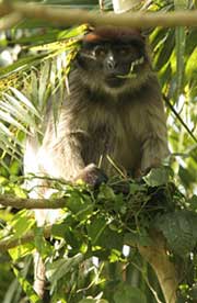 Tana-Stummelaffe (Procolobus rufomitratus) - primata.de