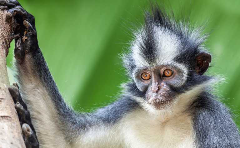 Thomas-Langur (Presbytis thomasi) - primata.de