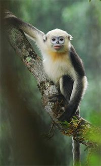 Tonkin-Stumpfnase (Rhinopithecus avunculus) - primata.de