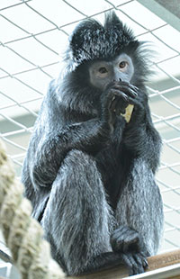 Schwarzer Haubenlangur (Trachypithecus auratus) - primata.de