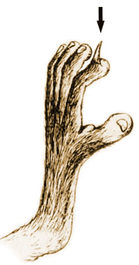 Putzkralle der Strepsirhini