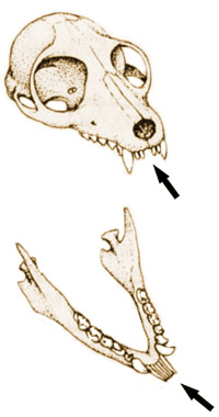 Zahnkamm der Strepsirhini