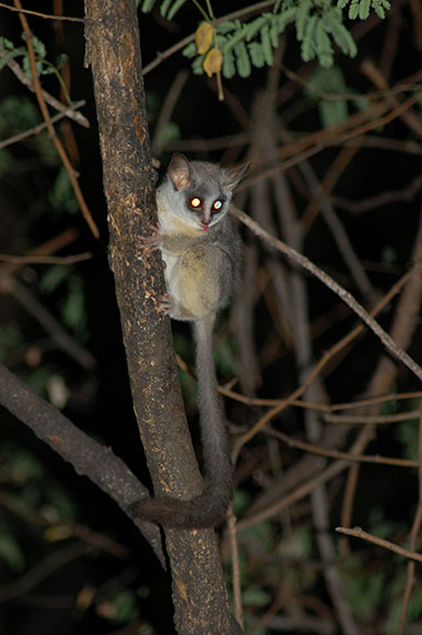 Loris und Galagos in Asien und Afrika - primata.de