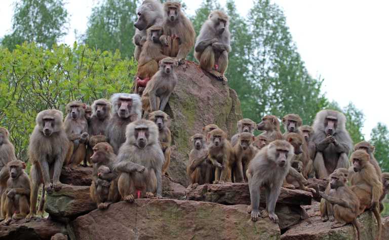 Mantelpaviane in großer Gruppe