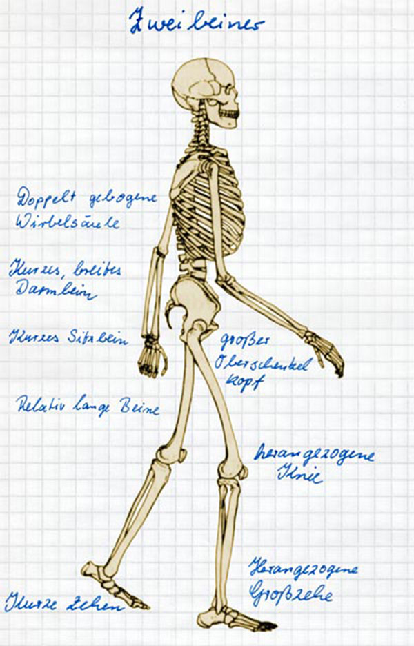 Fortbewegung zweibeiniger Primaten