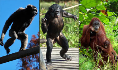 Menschenaffen bewegen sich manchmal auch aufrecht fort