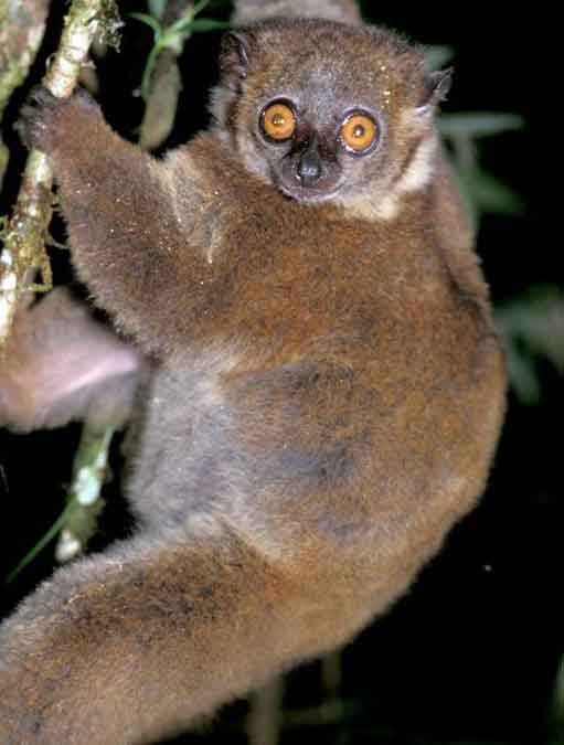 Die Feuchtnasenaffen (Strepsirrhini) - primata.de